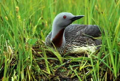 Image of Red-throated Loon