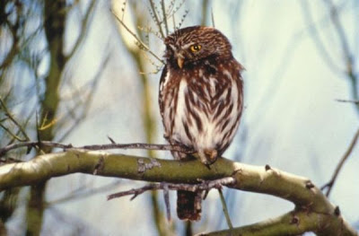 Image of Cactus Ferruginous Pygmy Owl