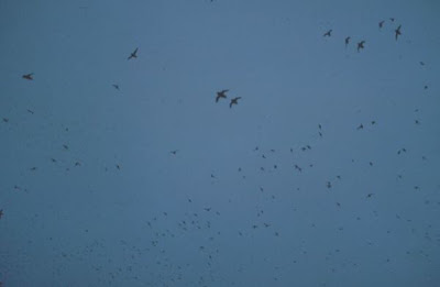 Image of Auklets in Flight