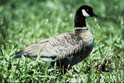 Image of Aleutian Canada Goose