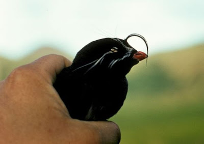 Image of Whiskered Auket in Hand