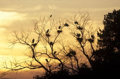 Image of Great Egret