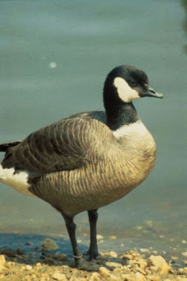 Image of Aleutian Canada Goose