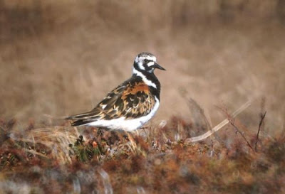 Image of Ruddy Turnstone