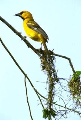 Image of Altamira oriole