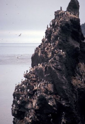 Image of Bogoslof Island Cliff Nesters