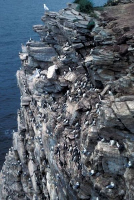 Image of Puffin Island Cliffnesters
