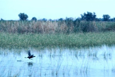 Image of American Coot