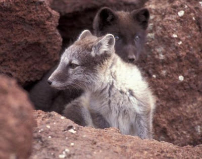 Image of Arctic Fox juvenile