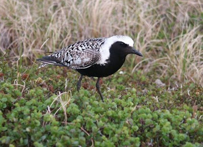 Image of Black-bellied Plover
