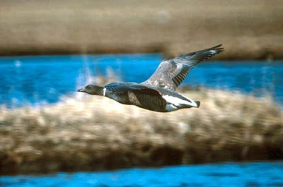 Image of Brant in Flight