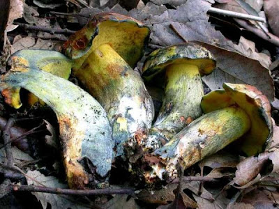 Boletus poikilochromus
