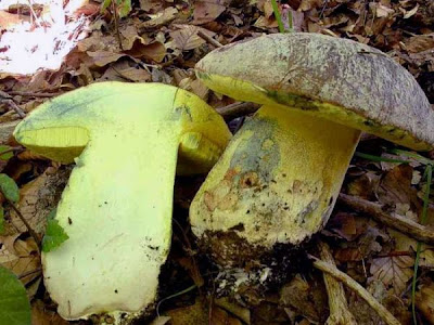 Boletus fechtneri