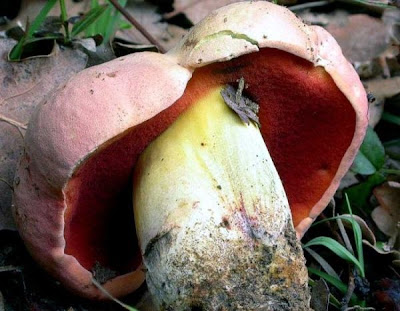 Boletus lupinus