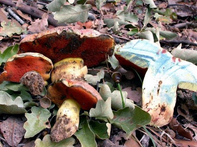 Boletus lupinus