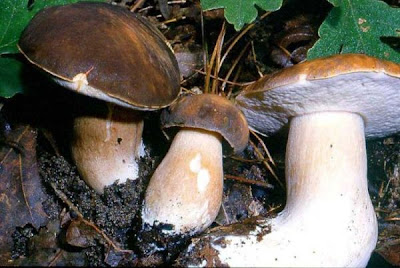 Boletus aereus Boletus aereus