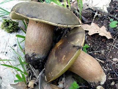 Boletus aereus Boletus aereus