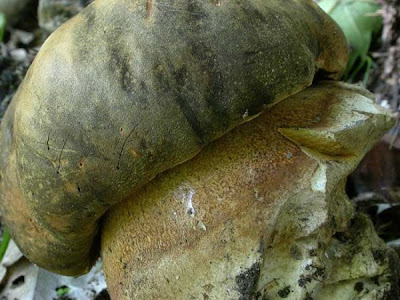 Boletus aereus Boletus aereus