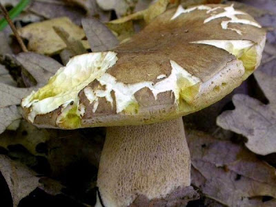 Boletus aestivalis Boletus aestivalis