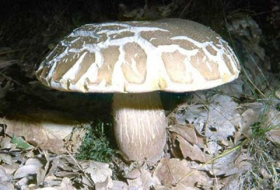 Boletus aestivalis Boletus aestivalis