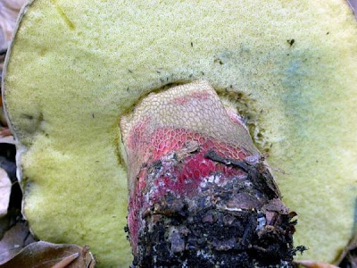 Boletus calopus Boletus calopus