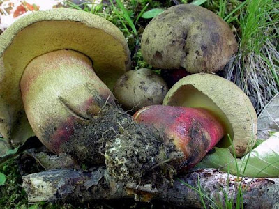 Boletus calopus Boletus calopus