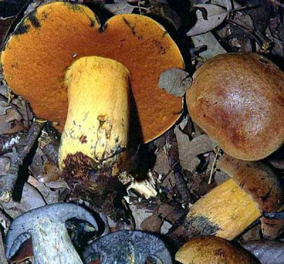 Boletus comptus