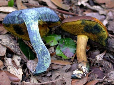 Boletus pulverulentus Boletus pulverulentus