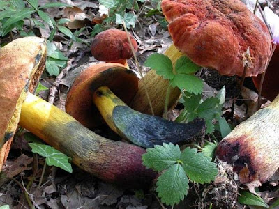 Boletus queletii