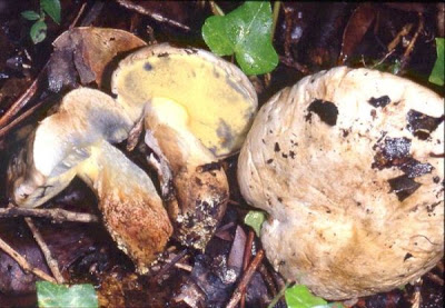 Boletus radicans fo sanguineipes