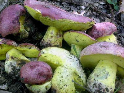 Boletus regius
