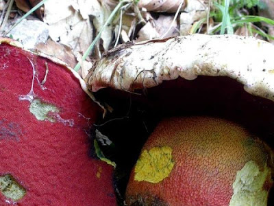 Boletus rhodoxanthus