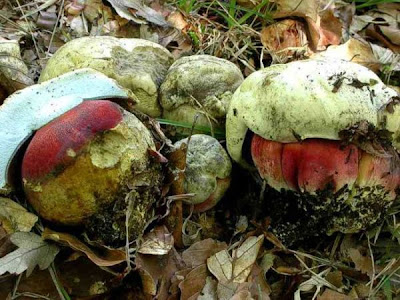 Boletus satanas Boletus satanas