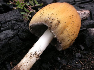 Coprinus ellisii