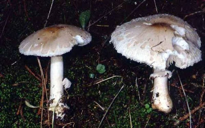 Macrolepiota excoriata