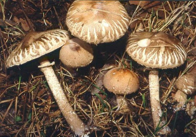 Macrolepiota fuligineosquarrosa fo psammophila