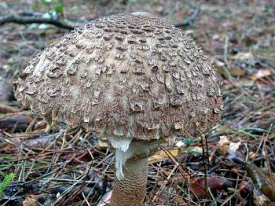 Macrolepiota fuliginosa