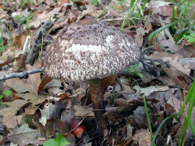 Macrolepiota fuliginosa