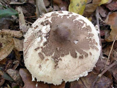 Macrolepiota konradii