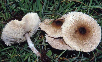 Macrolepiota phaeodisca