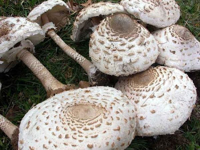 Macrolepiota procera