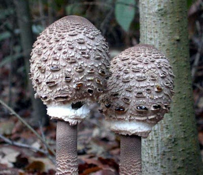 Macrolepiota procera