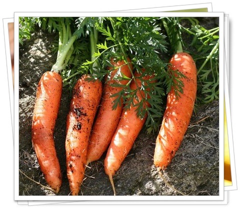 [Carrot[5].jpg]