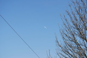 Seagull - GW Canal