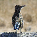 Greater Roadrunner