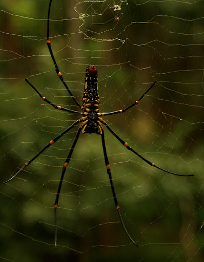 Giant Wood Spider
