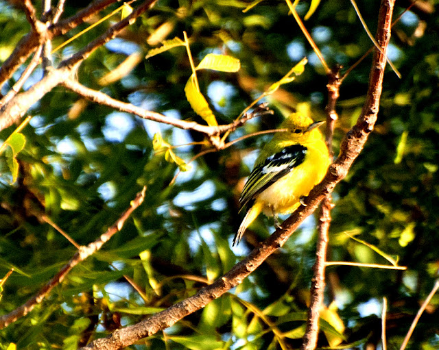Common Iora