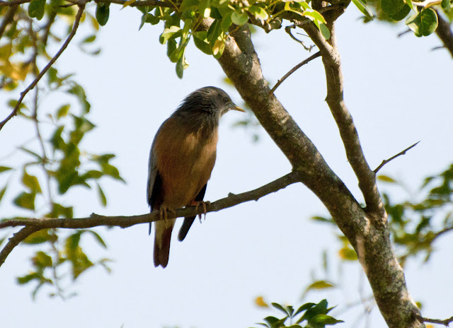 Chestnut-tailed Starling