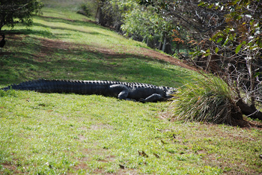 Why it's not a good idea to kayak in Florida