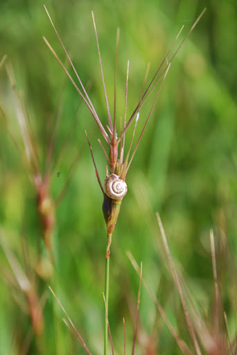Aegilops